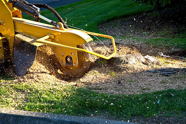 Best Tree Maintenance Programs  in Norridge, IL